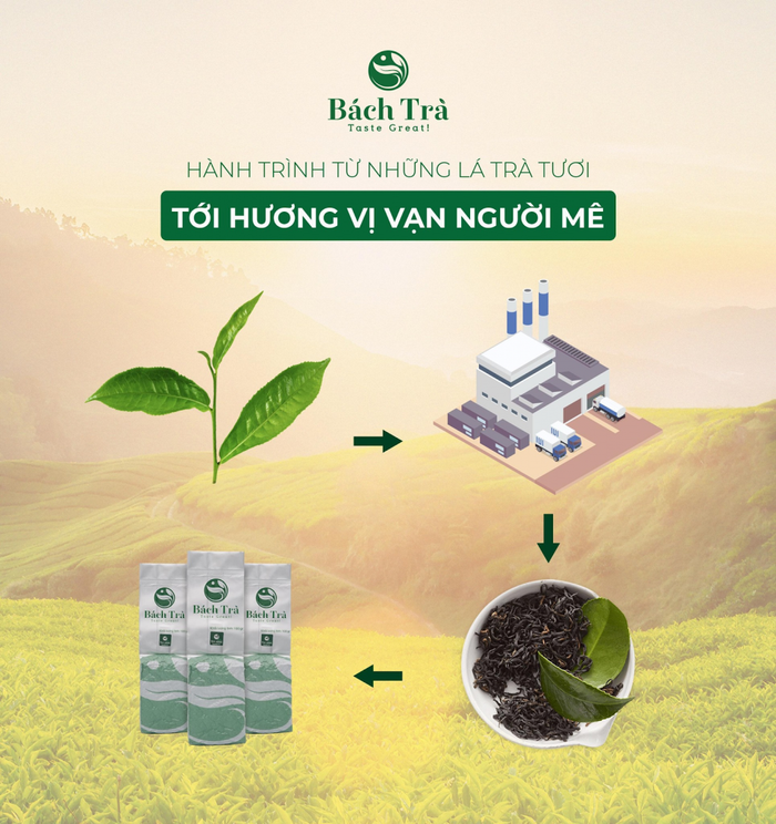 Bạch Trà - White Tea Premium Distributed by Vietfarms