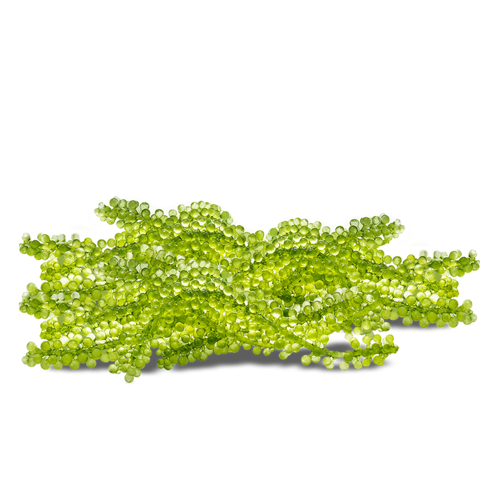 Natusea - Fresh Bird’s Nest with Sea Grapes Distributed by VietFarms - COMMING SOON